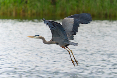 Heron Flying 